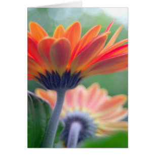 Orange Gerbera-Karte