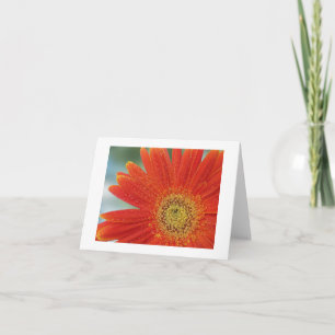 Orange Gerbera Karte