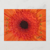 Orange Gerbera Nah Up Happy Birthday Postcard