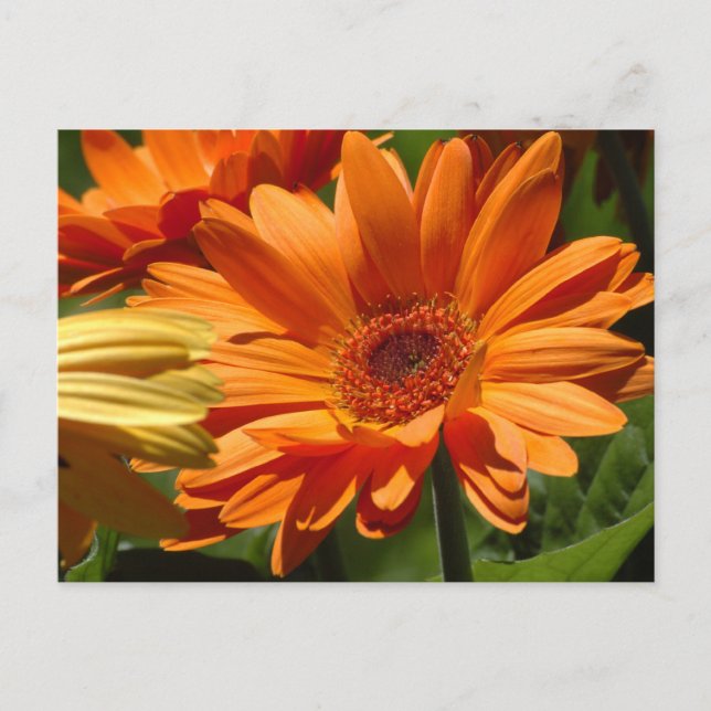 Orange Gerbera Postkarte (Vorderseite)