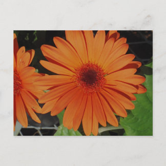 Orange Gerbers Postkarte