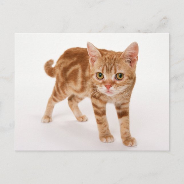 Orange Ginger Tabby Shorthair Cat Postkarte (Vorderseite)