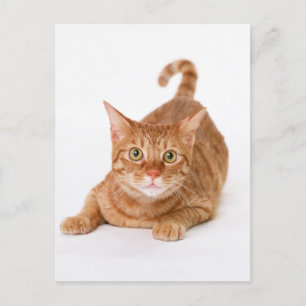 Orange Ginger Tabby Shorthair Cat Postkarte