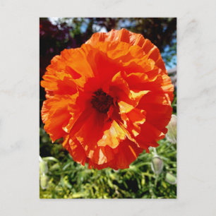 Orange Glow Poppy Postkarte