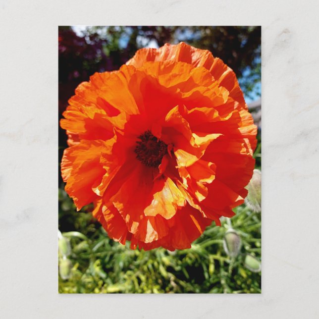 Orange Glow Poppy Postkarte (Vorderseite)
