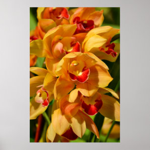 Orange Gold Orchideen Fotografische Kunst Poster