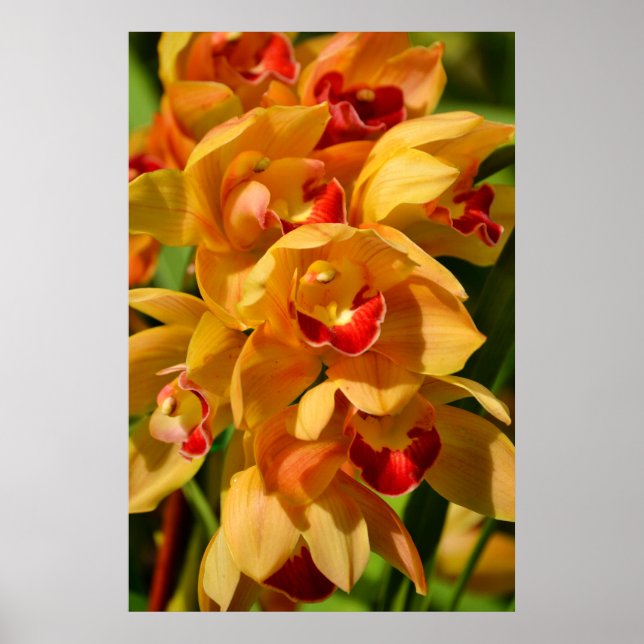 Orange Gold Orchideen Fotografische Kunst Poster (Vorne)