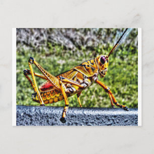 Orange Grasshopper Postkarte