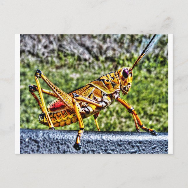 Orange Grasshopper Postkarte (Vorderseite)