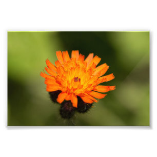 Orange Hawkweed Fotodruck