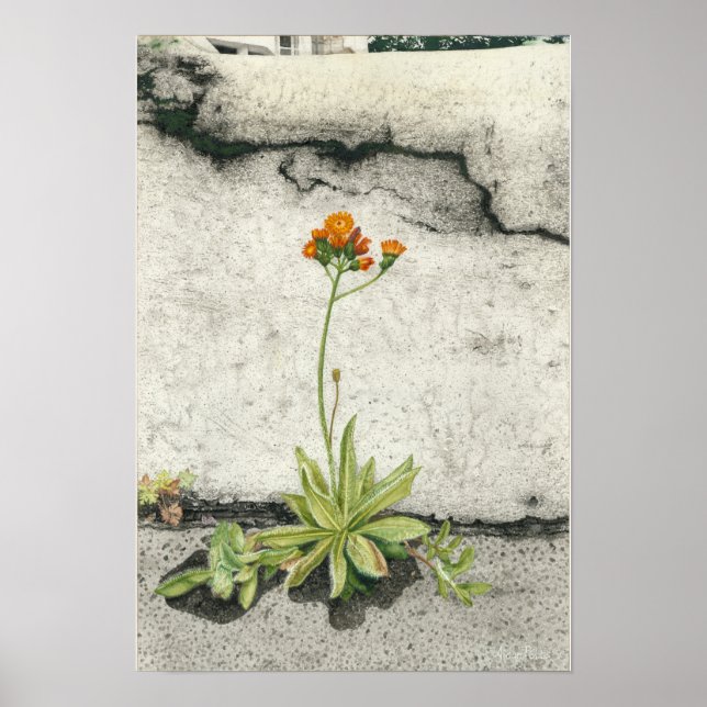 Orange Hawkweed Poster (Vorne)