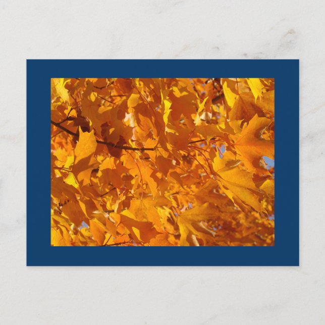 Orange Herbst-Baum verlässt Postkartenpostkarten Postkarte (Vorderseite)