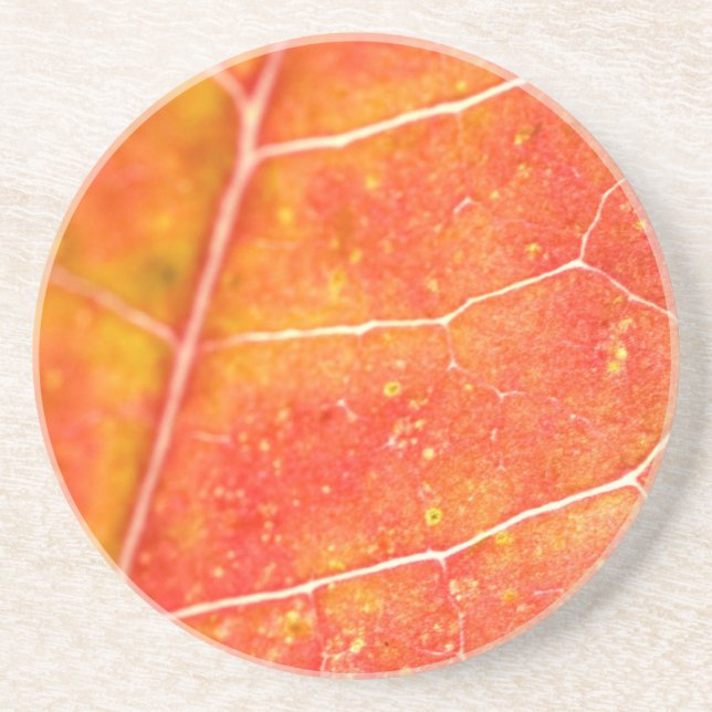 Orange Herbstmapfelleaf Sandstone Untersetzer (Vorne)