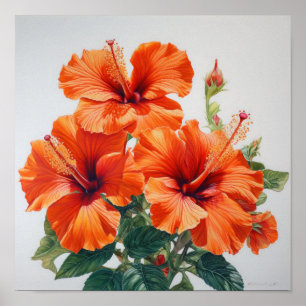 Orange Hibisken Blume Art Print Poster