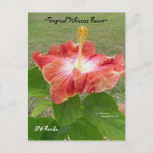 Orange Hibisken Blume Florida Spiegeland Postcard Postkarte