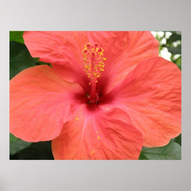 Orange Hibisken Blume Macro Print Poster (Vorne)