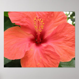 Orange Hibisken Blume Macro Print Poster