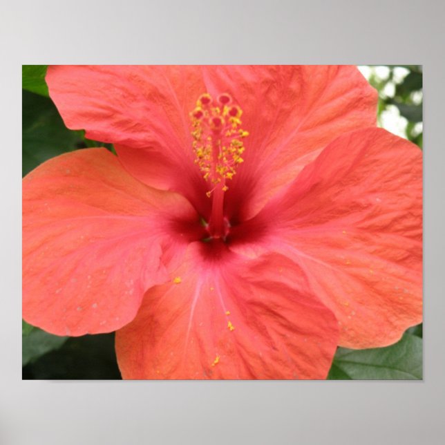 Orange Hibisken Blume Macro Print Poster (Vorne)