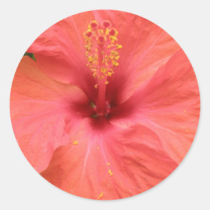 Orange Hibisken Blume Makro-Aufkleber Runder Aufkleber