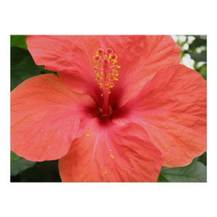 Orange Hibisken Blume Makro-Poster Poster