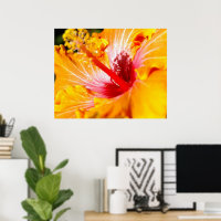 Orange Hibisken Blume Seitenansicht