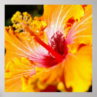 Orange Hibisken Blume Seitenansicht