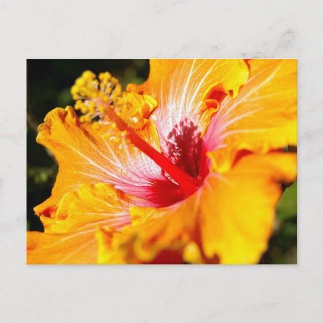 Orange Hibisken Blume Seitenansicht Postkarte (Vorderseite)