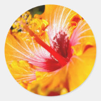 Orange Hibisken Blume Seitenansicht