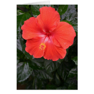 Orange Hibiskus Blume