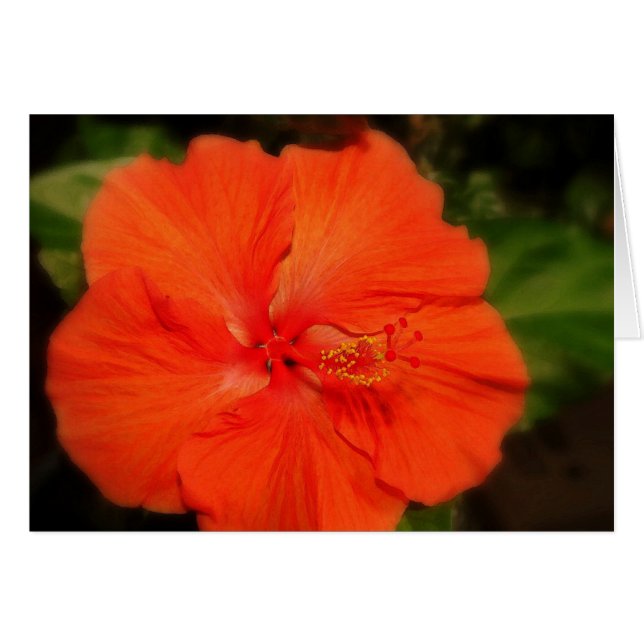 Orange Hibiskus Blume Card (Vorderseite (Horizontal))