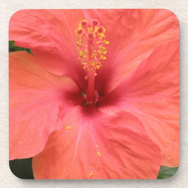 Orange Hibiskus Blume Makro Kork Untersetzer (Vorderseite)