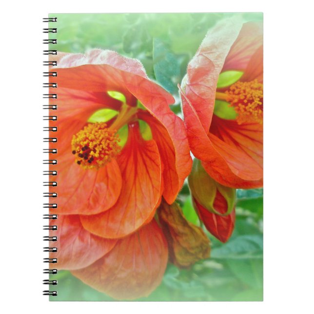 Orange Hibiskus Blume Notizblock (Vorderseite)