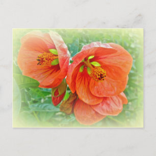 Orange Hibiskus Blume Postkarte