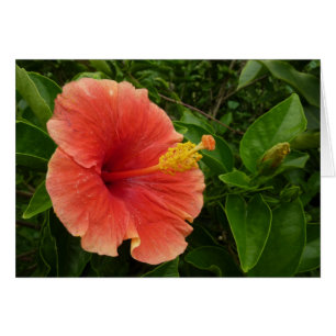 Orange Hibiskus Blume Tropenflora