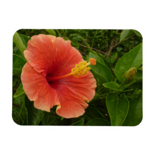Orange Hibiskus Blume Tropenflora Magnet