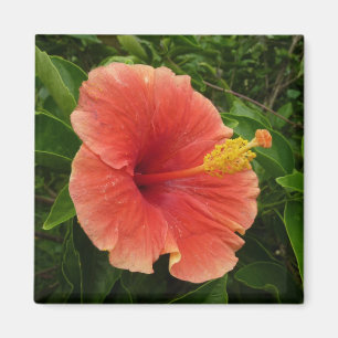 Orange Hibiskus Blume Tropenflora Magnet