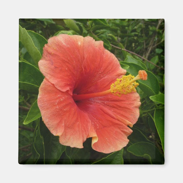 Orange Hibiskus Blume Tropenflora Magnet (Vorne)