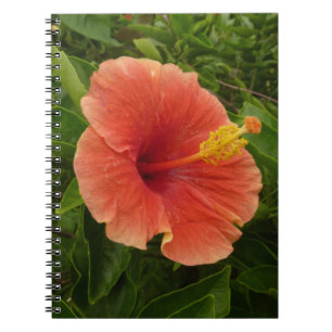 Orange Hibiskus Blume Tropenflora Notizblock