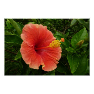 Orange Hibiskus Blume Tropenflora Poster