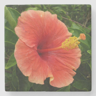 Orange Hibiskus Blume Tropenflora Steinuntersetzer
