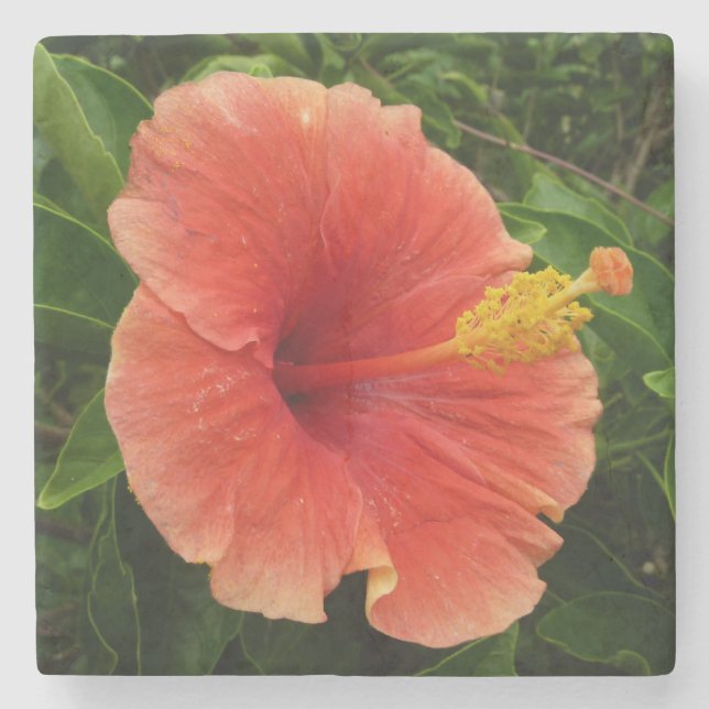 Orange Hibiskus Blume Tropenflora Steinuntersetzer (Vorderseite)
