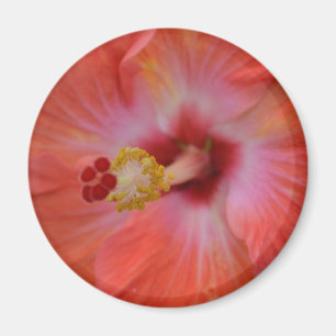 Orange Hibiskus Magnet