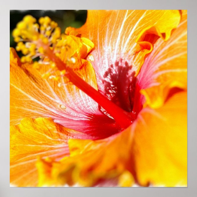 Orange Hibiskus Poster (Vorne)