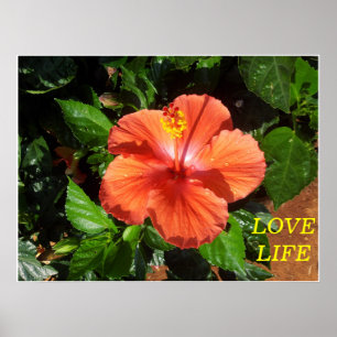 Orange Hibiskus Poster