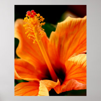 Orange Hibiskus Poster