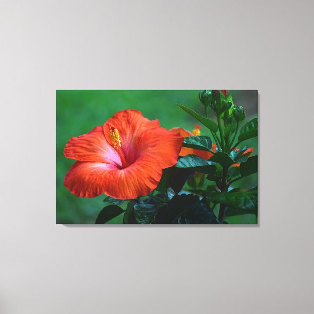 Orange Hibiskus Stretched Canvas Print Leinwanddruck (Vorderseite)