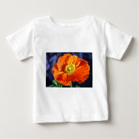 Orange Icelandic Poppy Fotografie