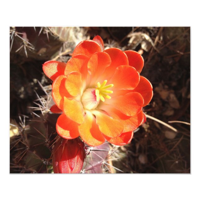 Orange Igel Cactus Blume Foto (Vorne)