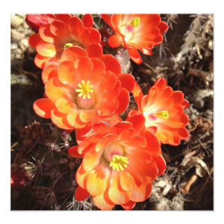 Orange Igel Cactus Blume Foto Print