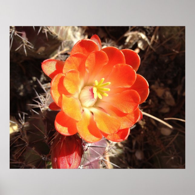 Orange Igel Cactus Blume Poster (Vorne)